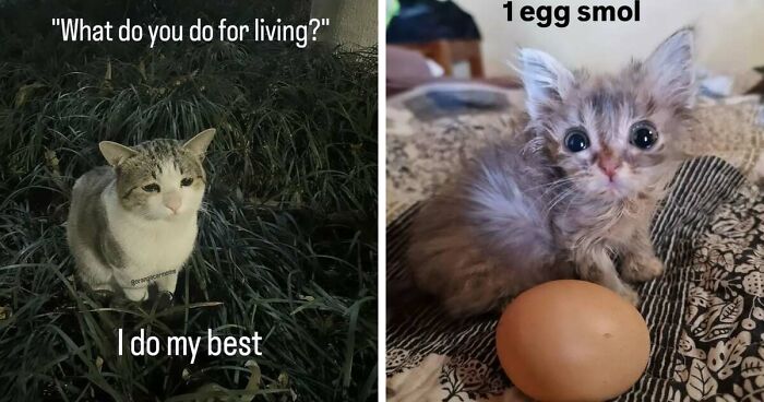 50 Funny Cat Memes That Prove Life Is Better When Cats Are Being Weird