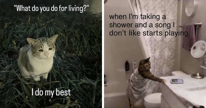 50 Funny Cat Memes That Prove Life Is Better When Cats Are Being Weird