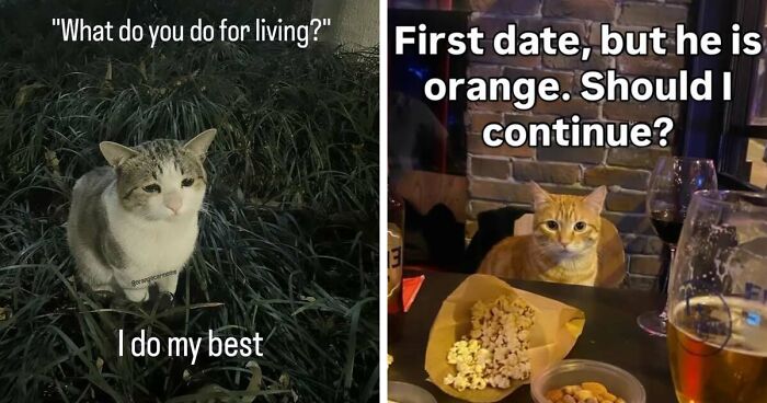 50 Funny Cat Memes That Prove Life Is Better When Cats Are Being Weird