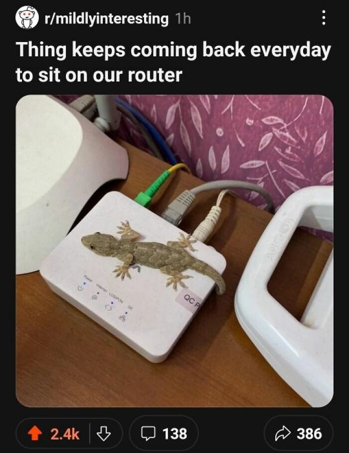 A lizard sits on a white internet router, a funny sight. This random post could make you laugh.