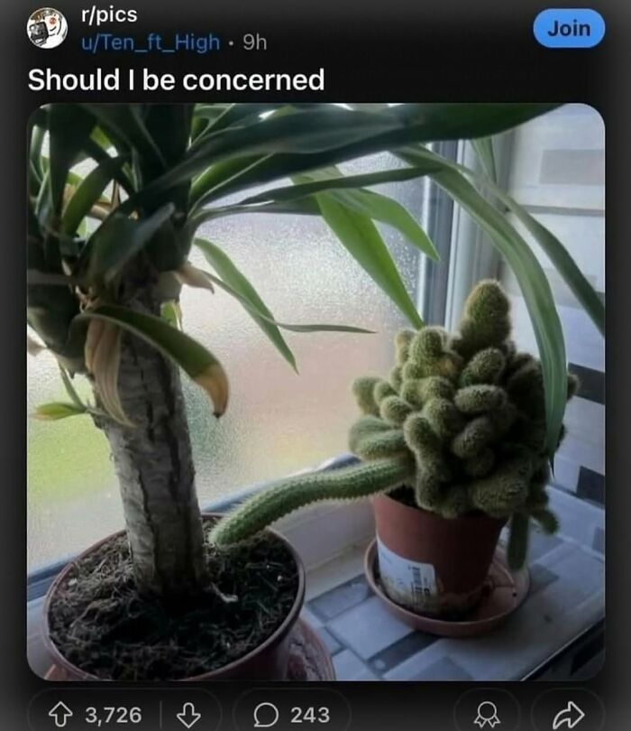A funny image of a long cactus seemingly pointing at another plant. This broken humor post is one of 62 random posts.