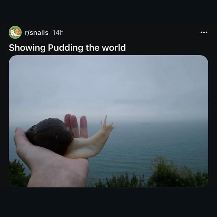 A large snail named Pudding is held in a hand, looking out at a vast, funny ocean landscape.