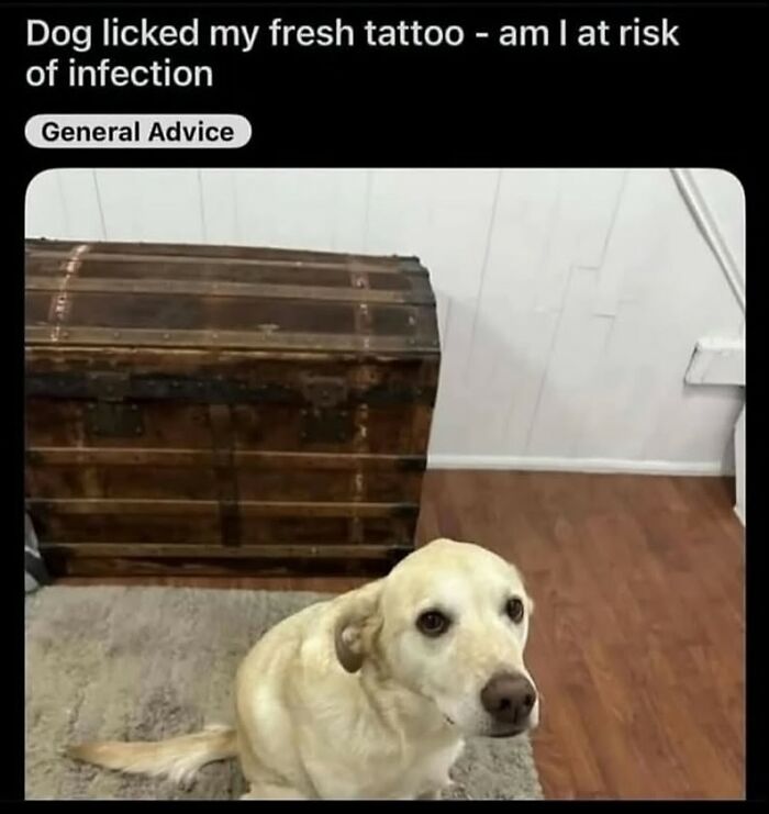 A funny yellow dog sits innocently, having licked a fresh tattoo, creating a humorously risky situation.
