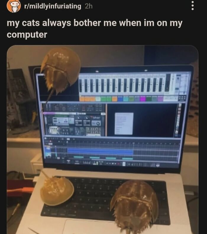 Three horseshoe crabs on a laptop keyboard and screen, an example of funny broken humor.