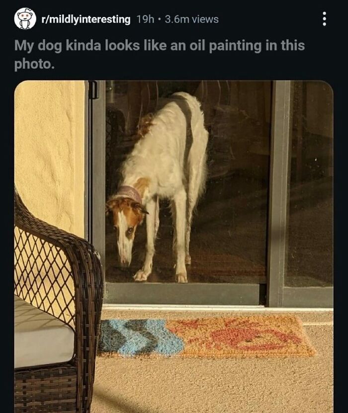 A funny image of a dog looking like an oil painting. This broken humor post is one of 62 random posts.