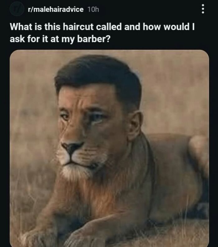 A lion with a human haircut, an example of a random post you might find funny with a broken sense of humor.