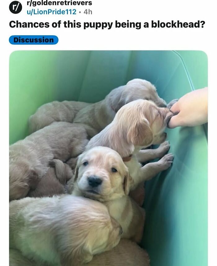 Several golden retriever puppies in a green bin, one looking at the camera, showing funny broken humor.