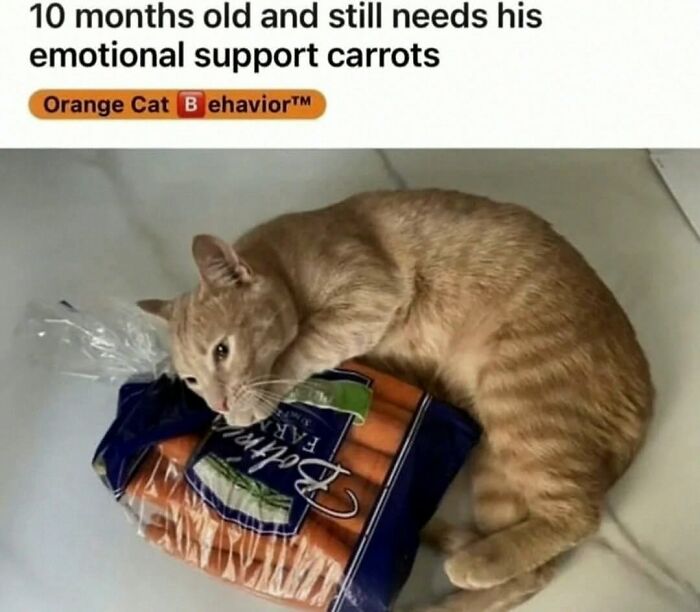 A funny image of an orange cat cuddling a bag of carrots, showcasing its broken sense of humor.