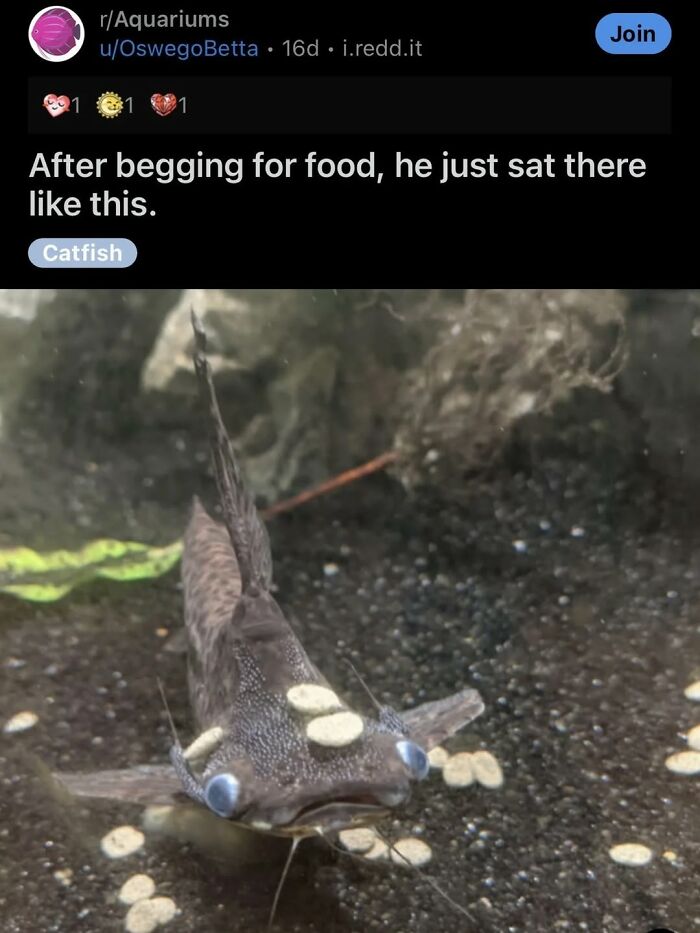 A catfish covered in food, appearing funny with a broken sense of humor.