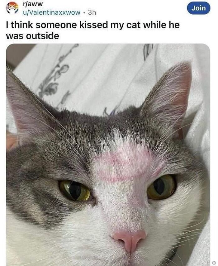 A funny image of a cat with pink lipstick on its forehead, a humorous moment with a broken sense of humor.
