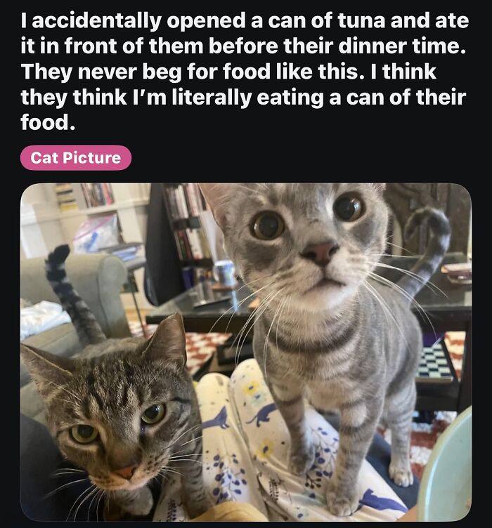 A funny image of two cats looking intently, possibly a broken sense of humor situation where they were denied food.