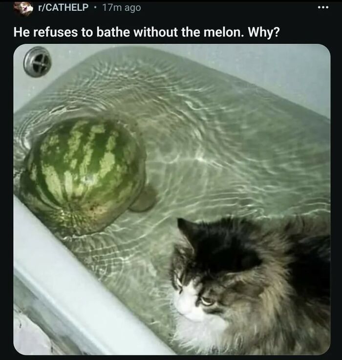 A fluffy cat in a bathtub with a watermelon, showcasing funny broken humor.
