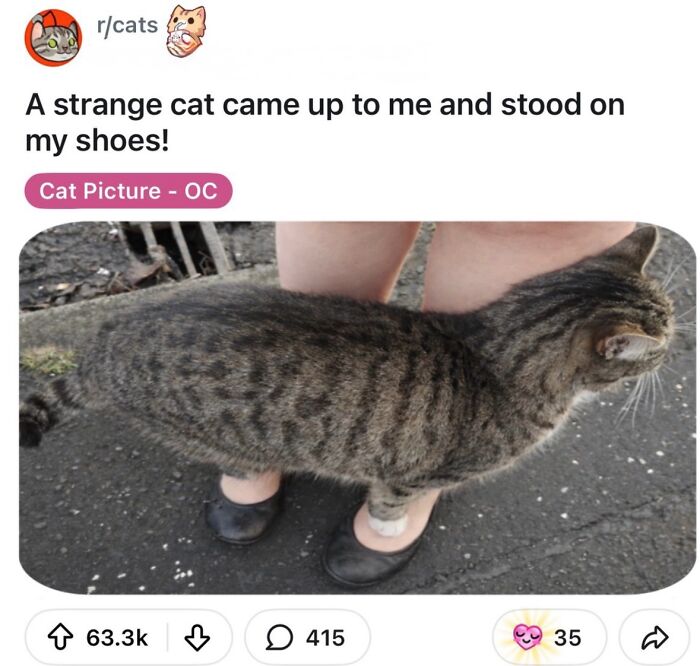 A funny image of a strange cat standing on a person's shoes, shared on Reddit.