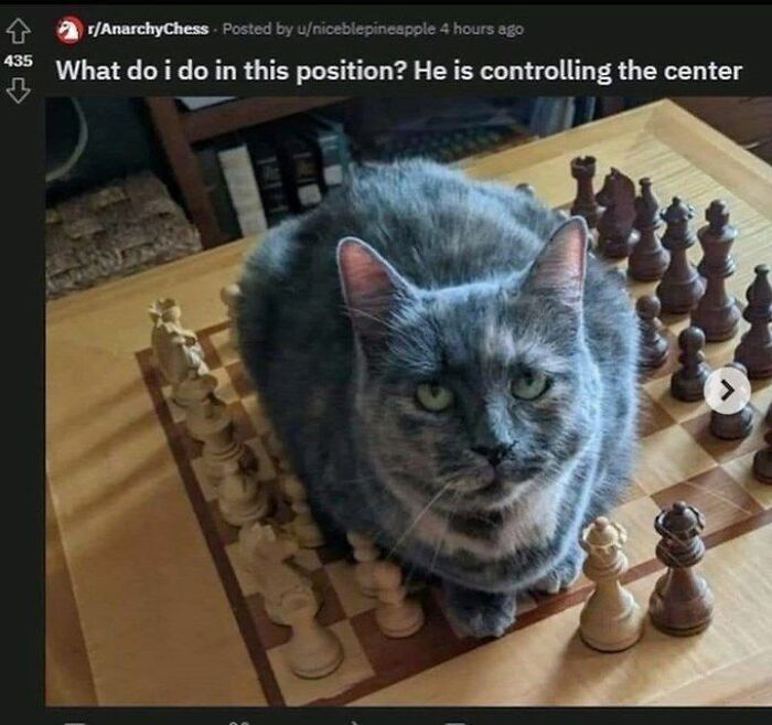 A funny image of a grey cat sitting on a chessboard, disrupting a game.