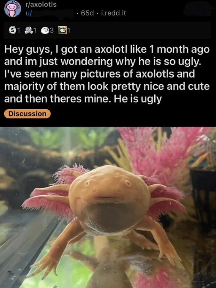 A Reddit post about an axolotl a user finds ugly, an image that might be funny if your sense of humor is broken.