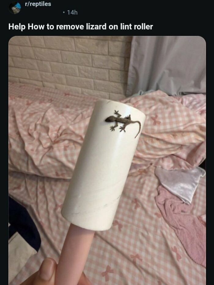 A funny image of a small lizard stuck on a lint roller, a broken humor moment.