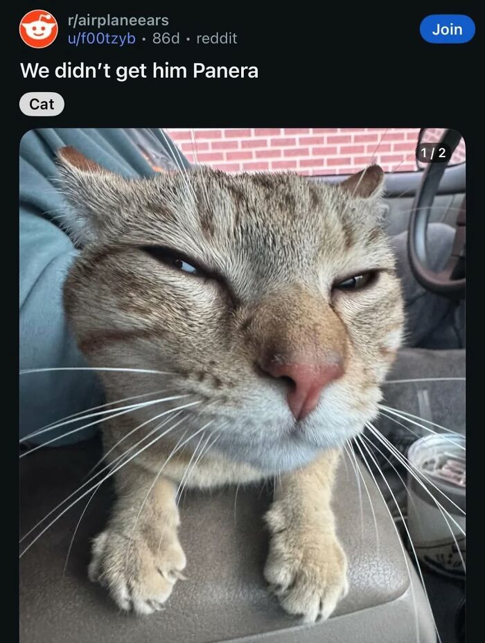 A funny image of an angry cat, looking disgruntled, a broken humor moment.