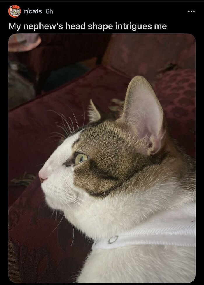 A funny image of a cat with an unusually flat head shape, a broken humor moment.