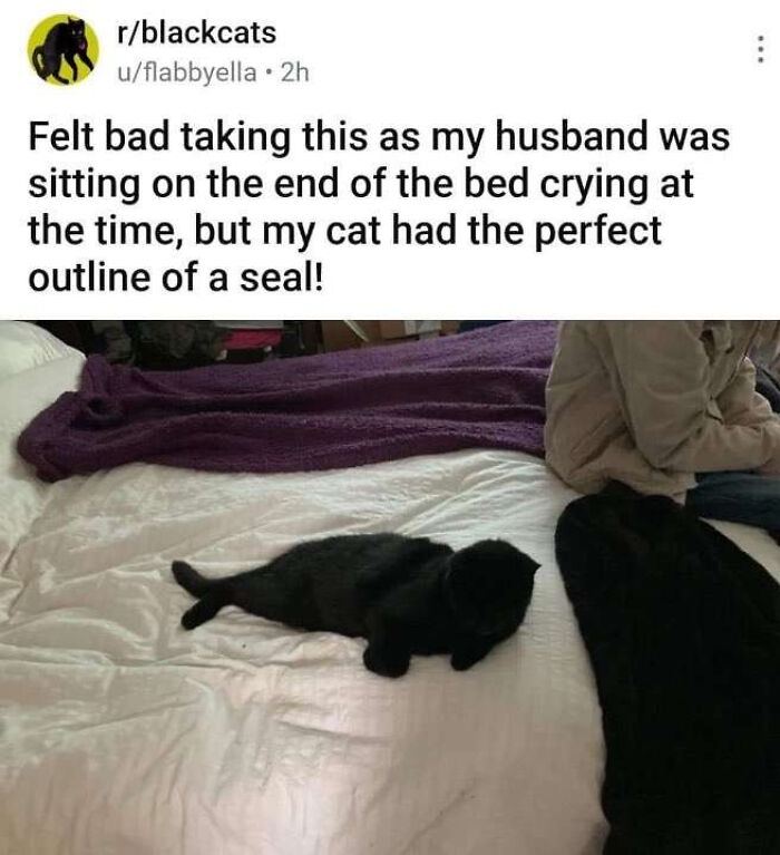 A black cat lies on a bed, resembling a seal, next to a crying husband, in a funny moment.