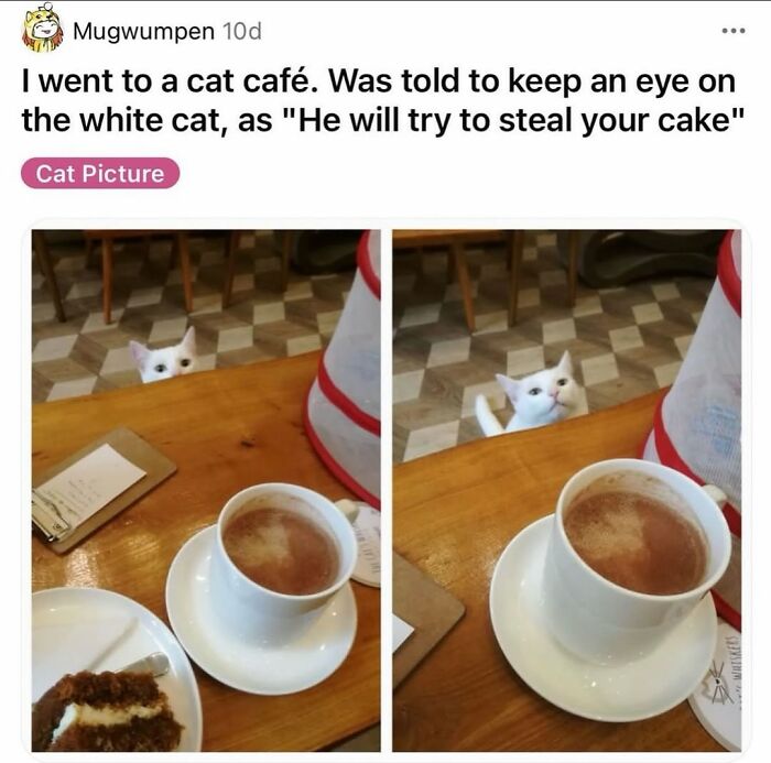 A white cat peeks over a table, eyeing a slice of cake and a hot drink, looking funny.