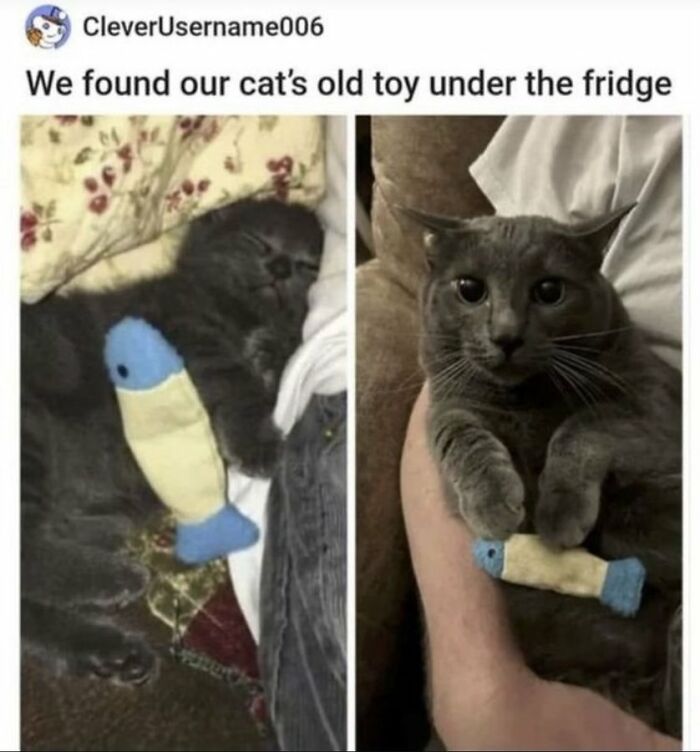 A split image shows a small gray kitten with a toy fish and an adult gray cat holding the same toy, looking funny.