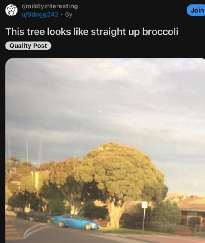 A tree that remarkably resembles a giant head of broccoli, a funny sight in nature.