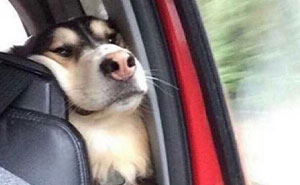 78 Hilarious Memes That Made The Internet A Slightly Better Place Today