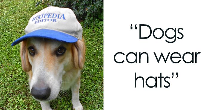 82 Wikipedia Pages That Made People Go “Hmmmm”