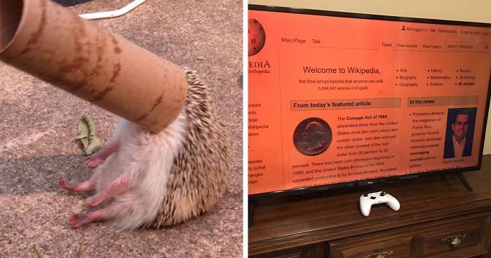 82 Wikipedia Pages That Made People Go “Hmmmm”