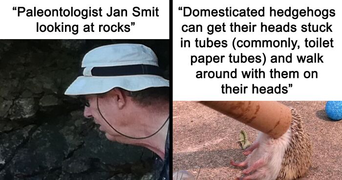 82 Wikipedia Pages That Made People Go “Hmmmm”