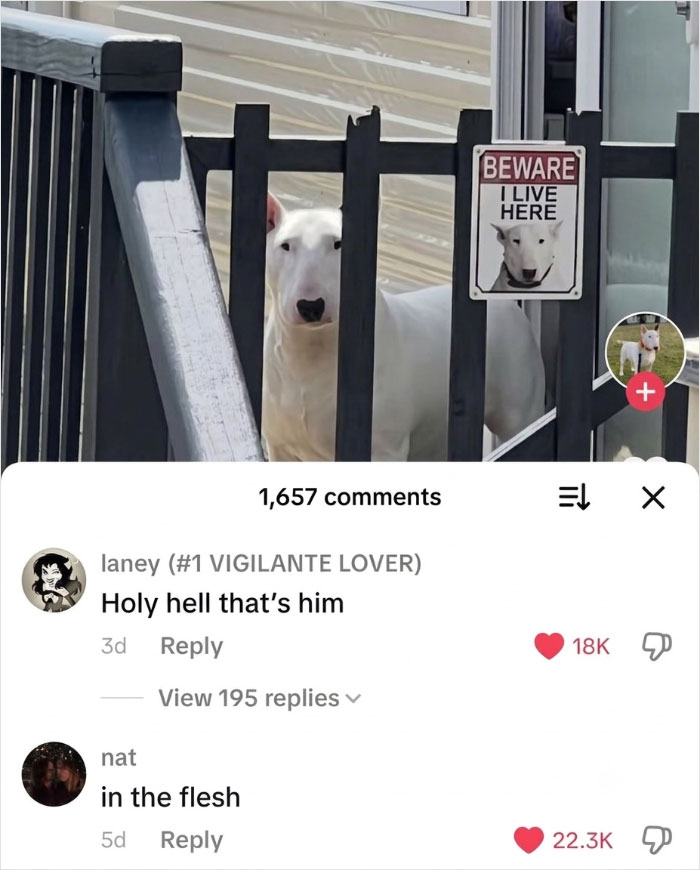 A bull terrier behind a fence with a 'Beware, I live here' sign featuring its face, inspiring savage comments.