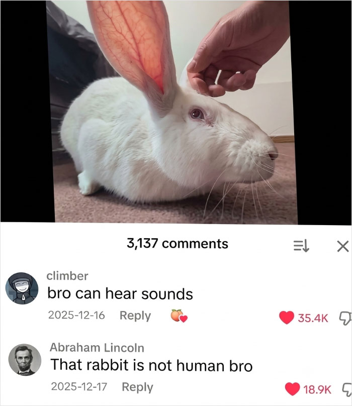 A person holding the giant ears of a white rabbit, illustrating the savage comments.