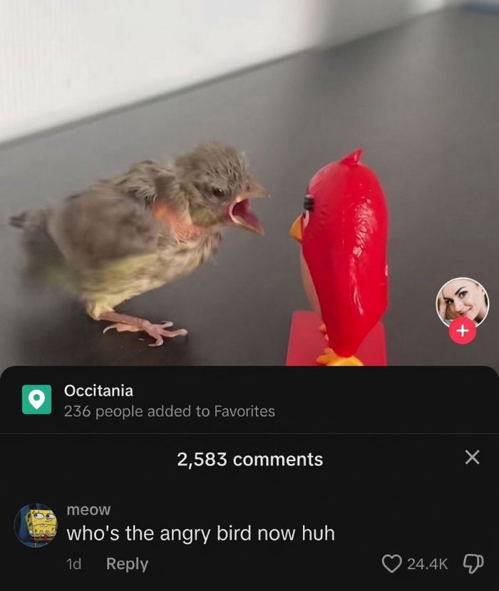 A small bird yelling at an Angry Birds figurine, showcasing savage comments and funny interactions.