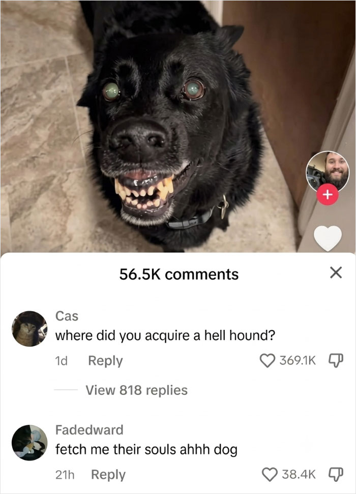 A black dog with glowing eyes and visible teeth, illustrating a savage comment asking if it is a hell hound.