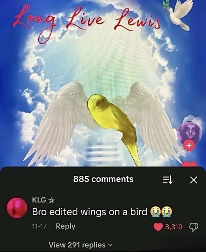 An image of a parakeet with edited wings and the text Long Live Lewis, featuring savage comments left by people with no chill.