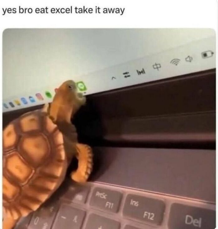 A toy turtle on a laptop keyboard, looking at the screen. A savage comment about eating Excel.
