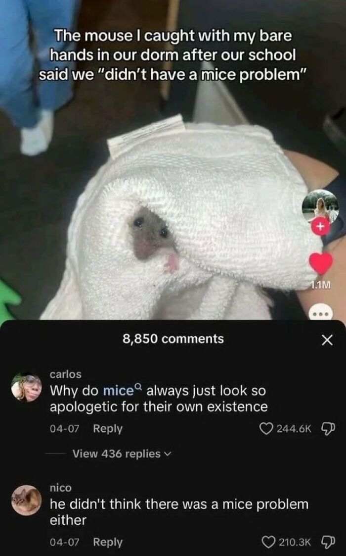 A person holding a small mouse wrapped in a towel. Savage comments questioning the mouse's existence.