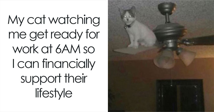 This Page Shared 40 Funny Memes For Your Daily Dose Of Cute Animal Content (New Pics)