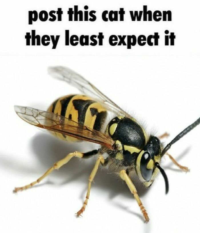 Funny-No-Context-Memes