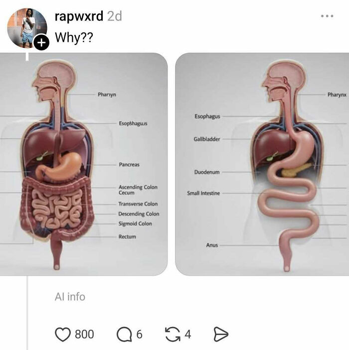 Comparison of human digestive system diagrams with nostrils labeled