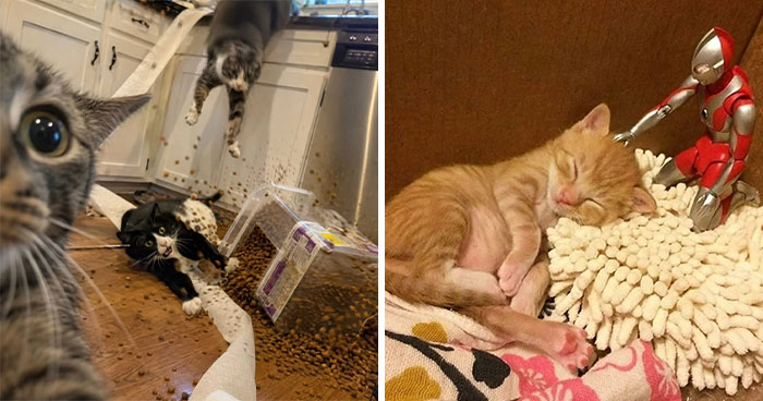 This Page Shared 45 New Funny Pics With Cats Who Have Absolutely No Respect For Rules Or Logic
