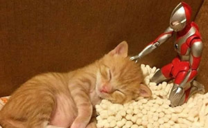 This Page Shared 45 New Funny Pics With Cats Who Have Absolutely No Respect For Rules Or Logic