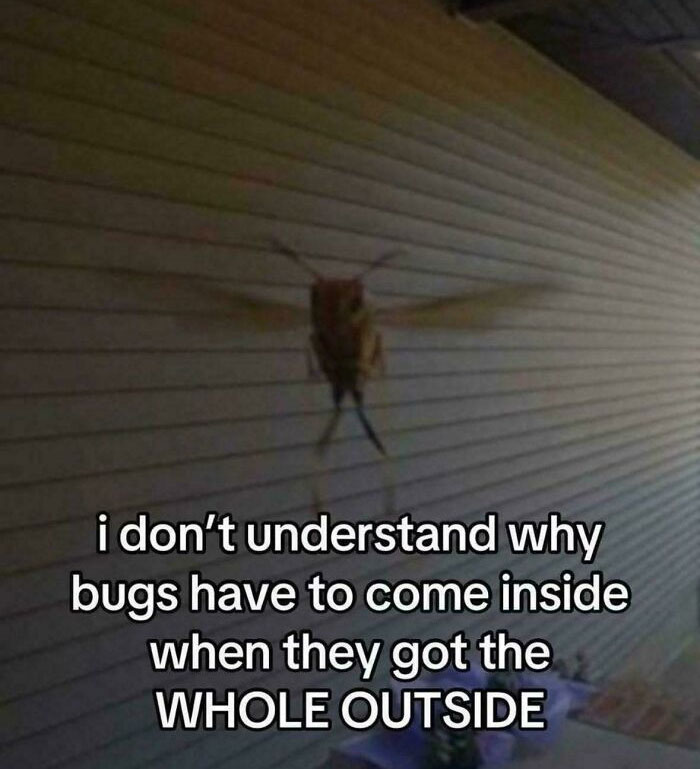 Bizarre funny screenshot of bug complaining about coming inside when outside is available
