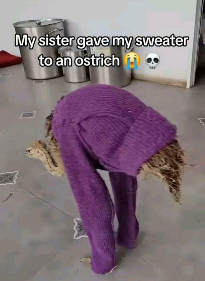 Funny screenshot of an ostrich wearing a purple sweater indoors