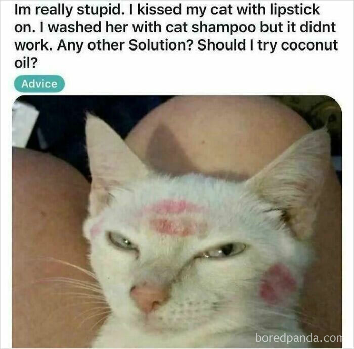Funny screenshot of a cat with lipstick marks and a confused owner asking for advice