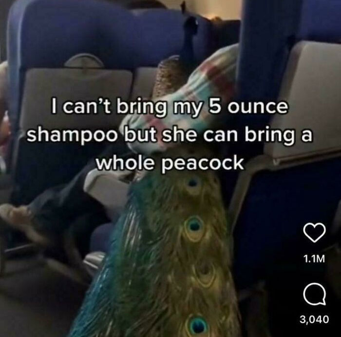 Humorous airplane scene with a peacock and text about shampoo and peacock