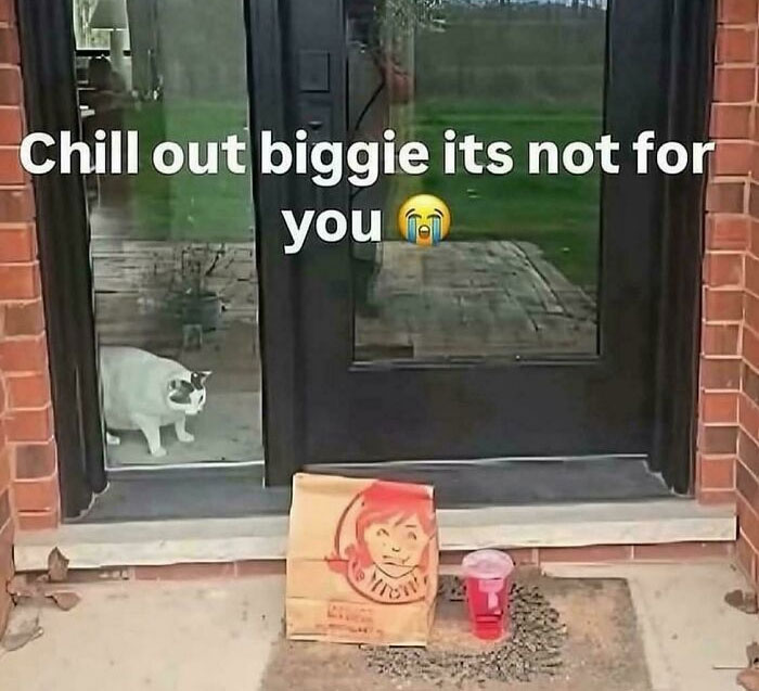Cat staring through glass door at fast food order outside