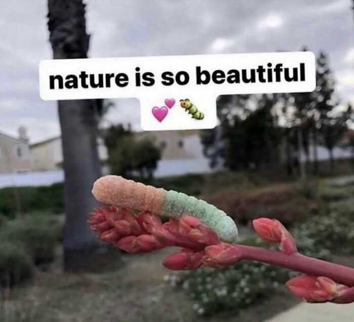 Funny nature screenshot showing a colorful caterpillar on a plant