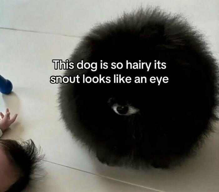 Funny fluffy black dog with text about hair making its snout look like an eye