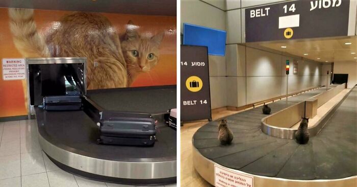 54 Times Airports Were The Most Chaotic Place On The Planet, And We Have The Photos To Prove It